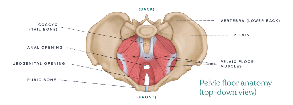 Pevlic Floor Muscle Anatomy