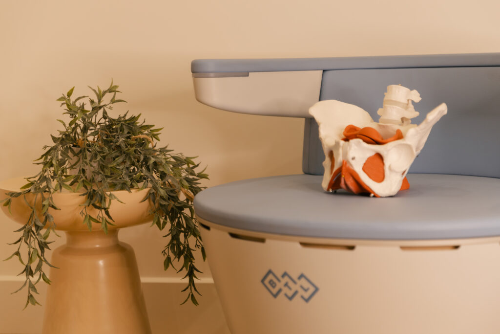 Photo of a Pelvic Floor Anatomical Model on a BTL Emsella Chair